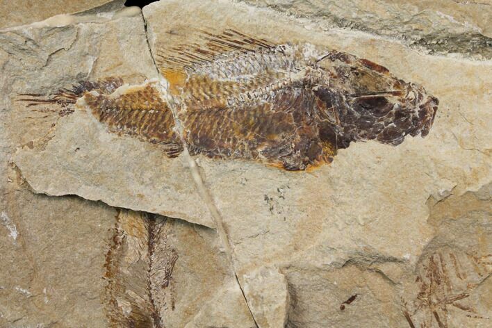 Cretaceous Fossil Fish (Pateroperca) - Lebanon #147225